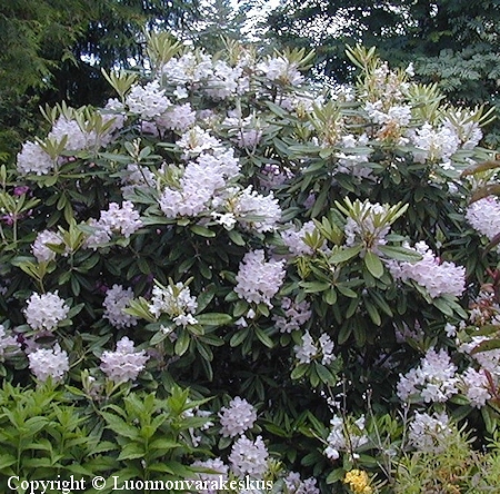Rhododendron Tigerstedtii-Ryhmä 'St Michel'